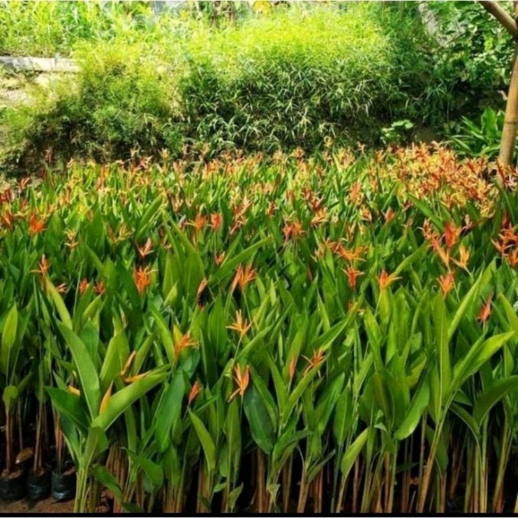 

paket 5 puhun pisang Helicornia