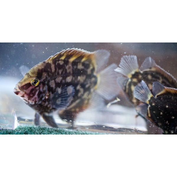 Ikan Hias Uaru Cichlid Size 4 cm