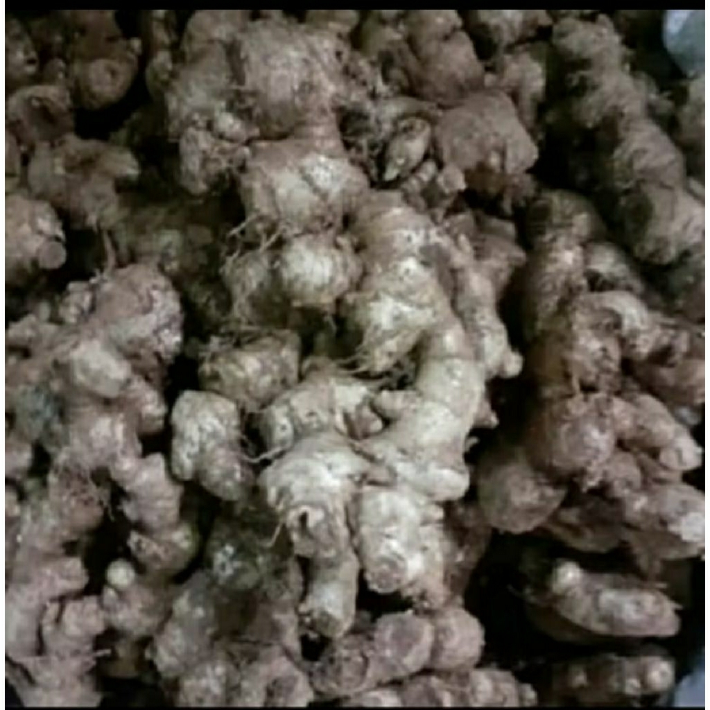 

jahe emprit/jahe sunti 500 gram