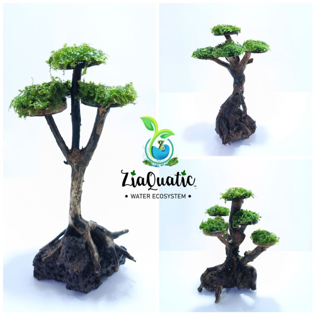 Bonsai Aquarium/Bonsai Aquascape/Hiasan Aquarium/Hiasan Aquascape
