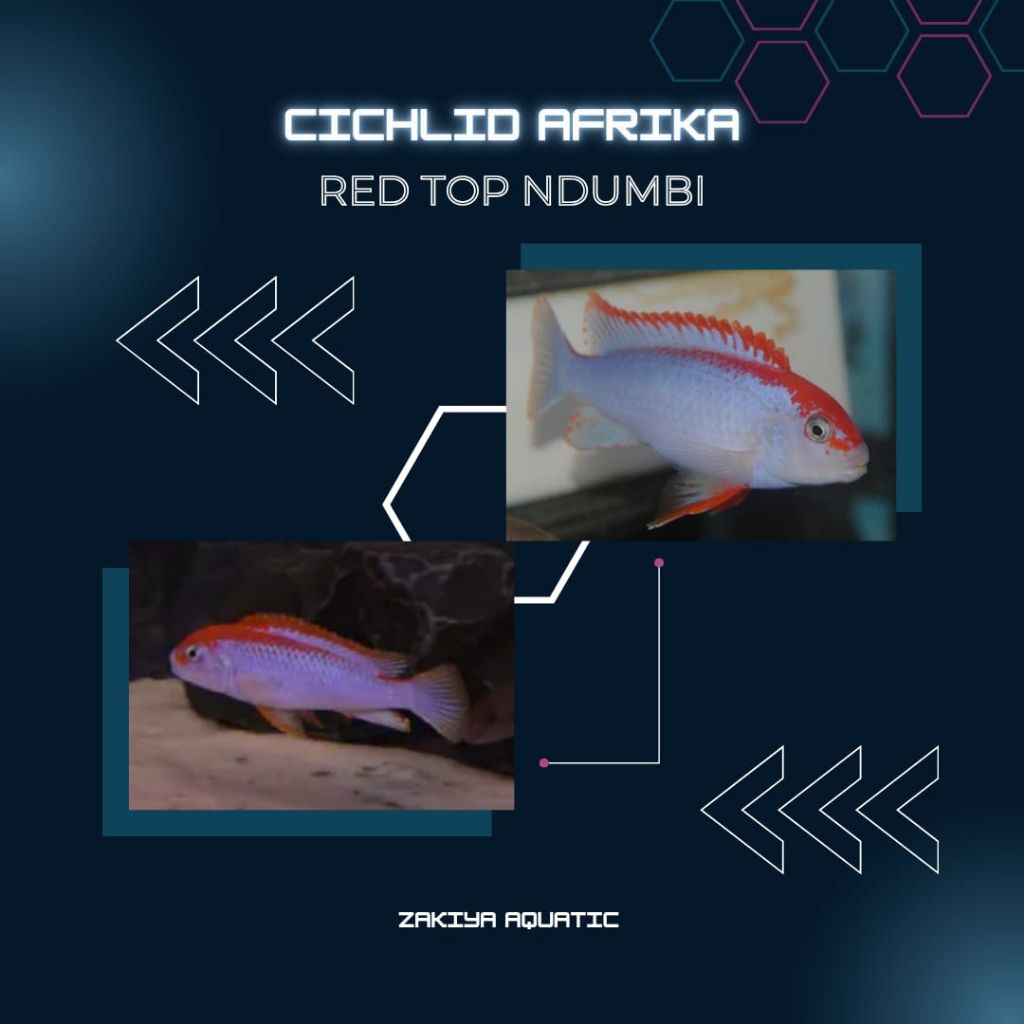 Red Top Ndumbi Cichlid Afrika