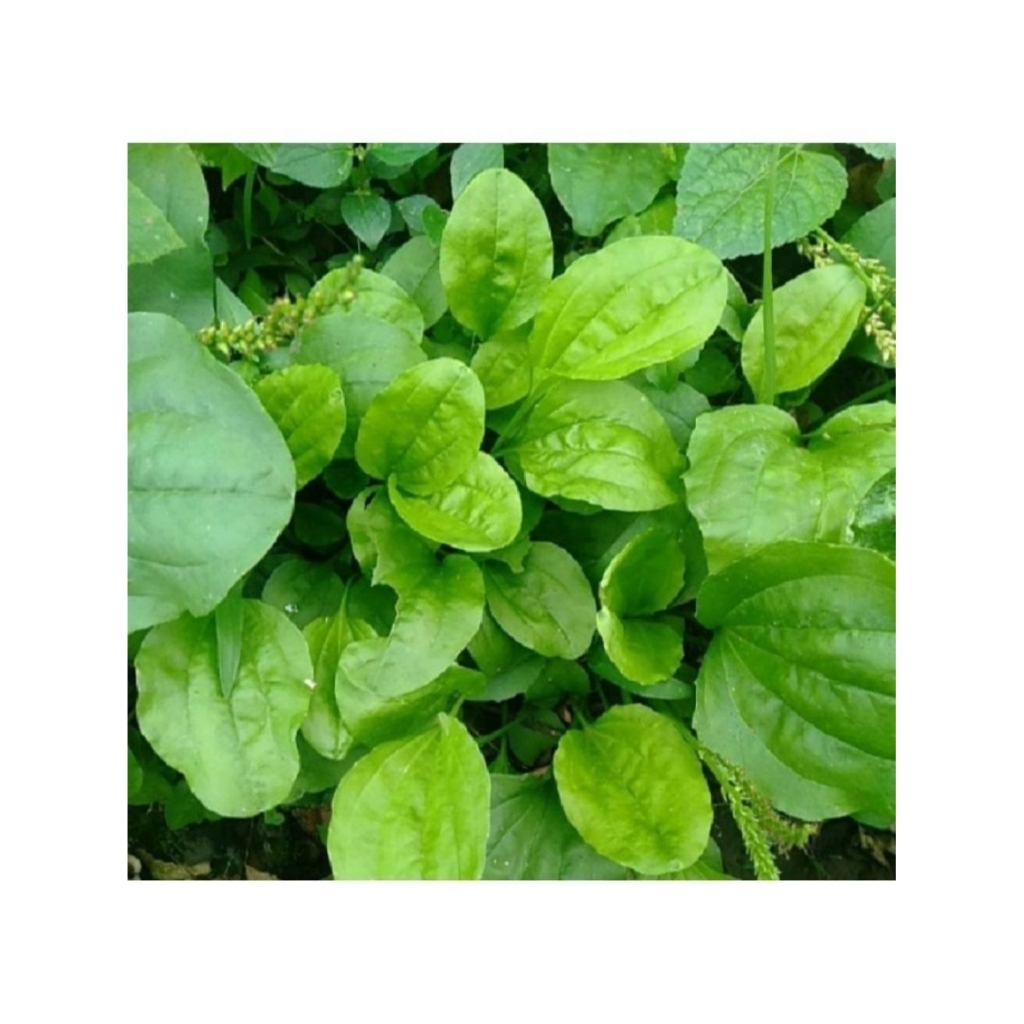 

daun sendok(100gram)/daun ki urat/ daun herbal/murah