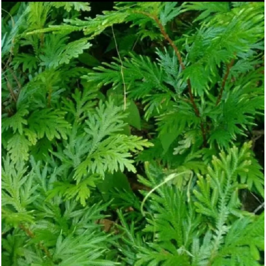 

Daun herbal cakar ayam obat herbal alami 1kg