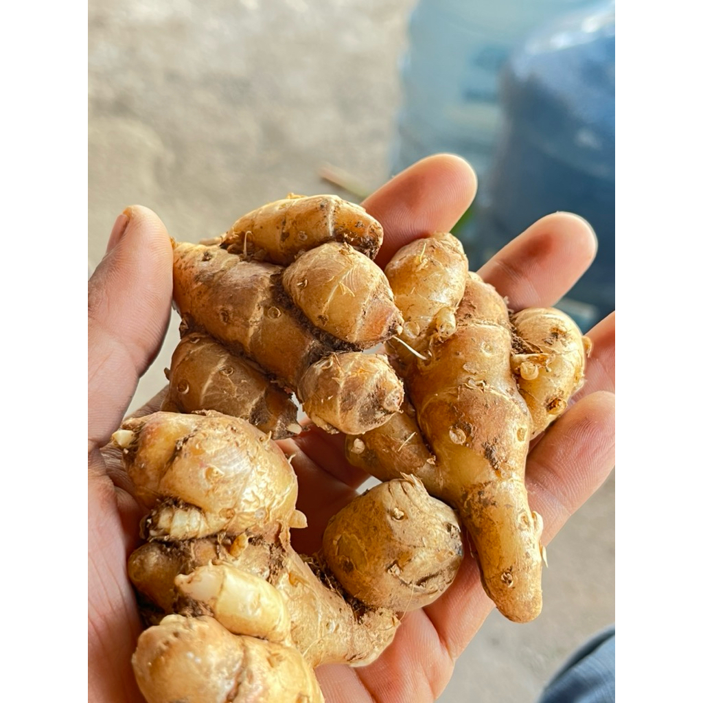 

KENCUR BK / KENCUR SEBLAK / BIBIT KENCUR BK KALIMANTAN KEMASAN 1KG