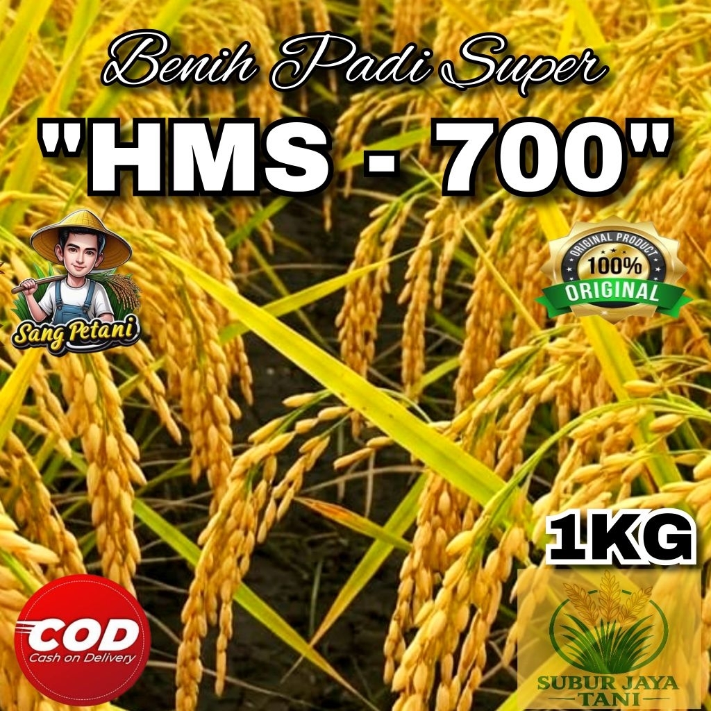 (1KG) Benih Padi HMS 700 bibit padi super unggul berkualitas