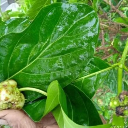 

daun mengkudu daun pace 200 gram