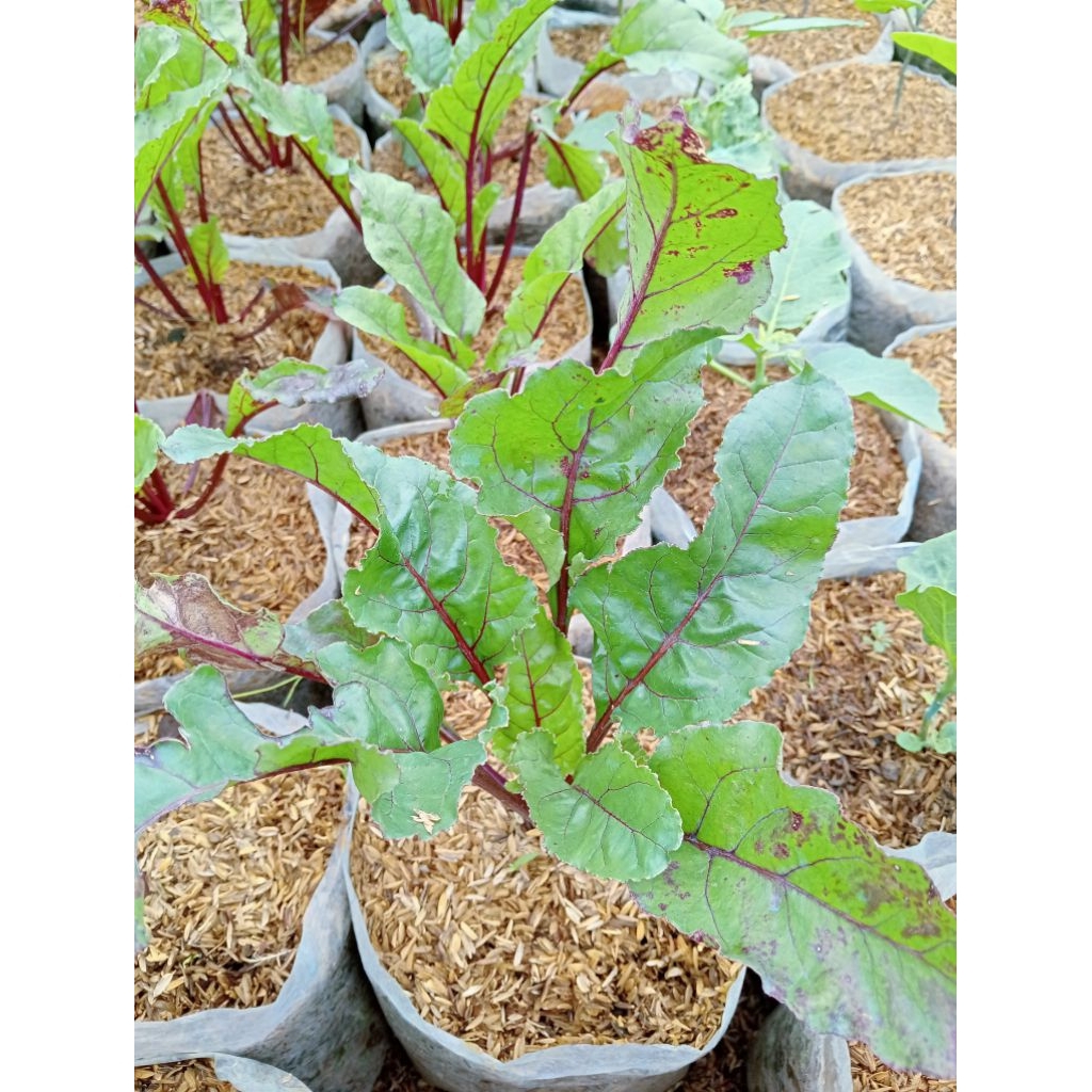 Bibit tanaman buah bit tanaman sayuran