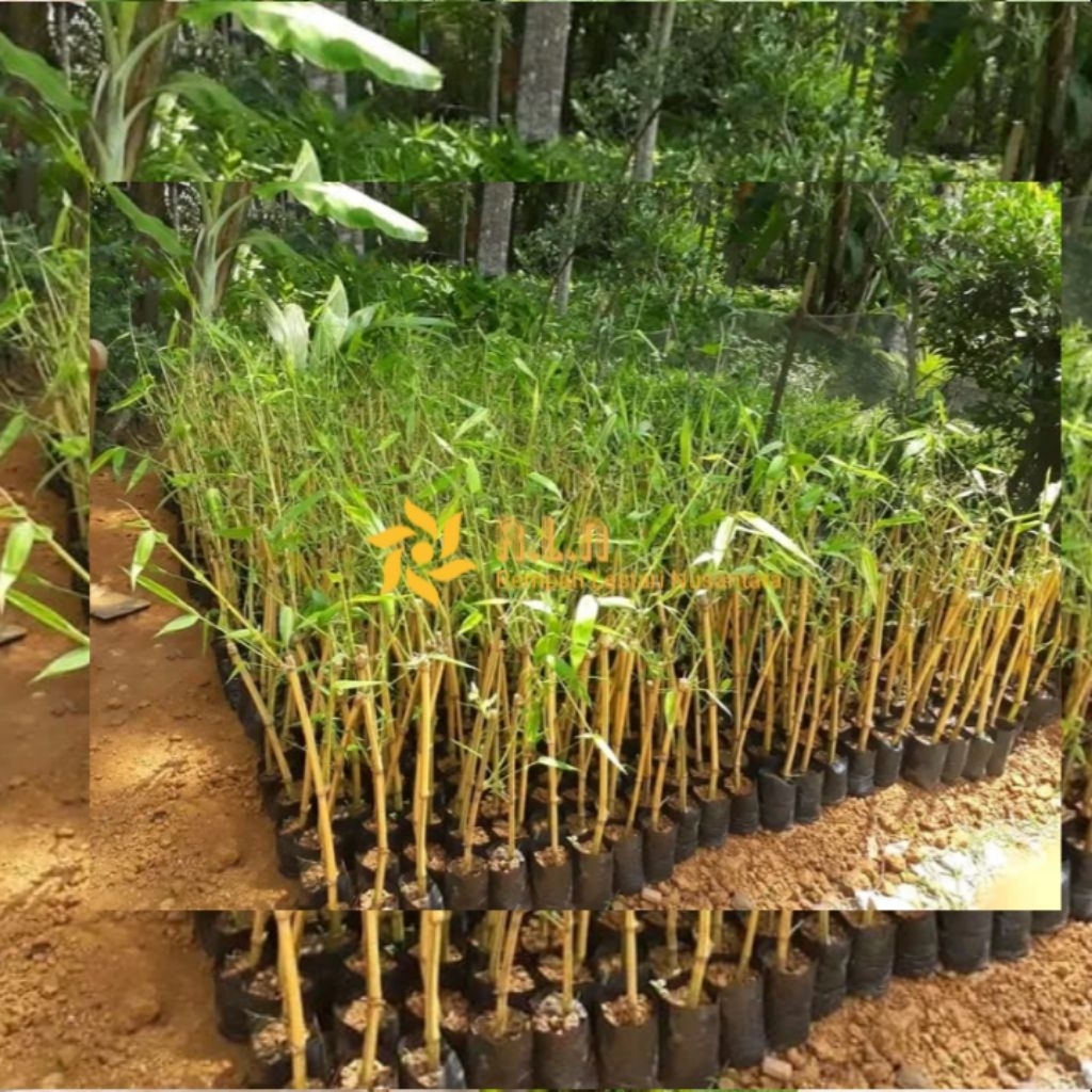 Bibit bambu kuning | bambu kuning hasil semai [berdaun dan berakar]