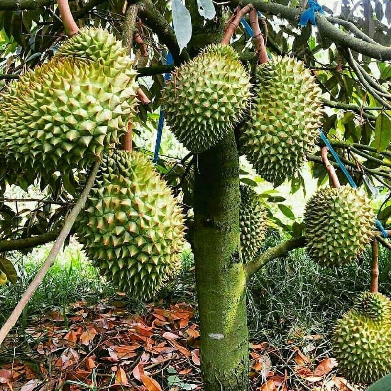 entres durian duri hitam / batang atas durian duri hitam / mata tunas durian duri hitam