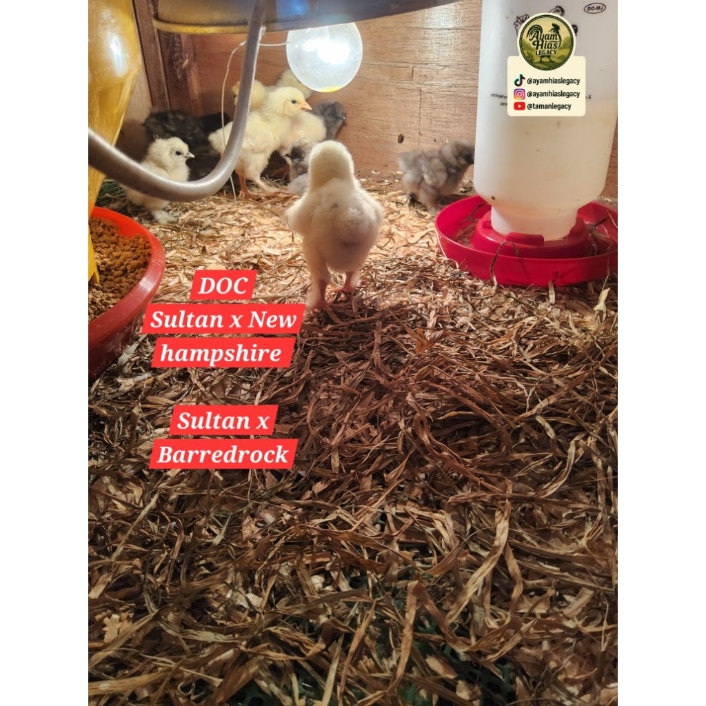 DOC Ayam Hias Hasil Silangan Sultan × Barred Rock × New Hampshire – Anak Ayam 1–14 Hari
