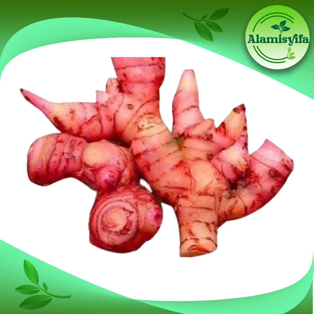 

JAHE MERAH 500 GRAM FRESH