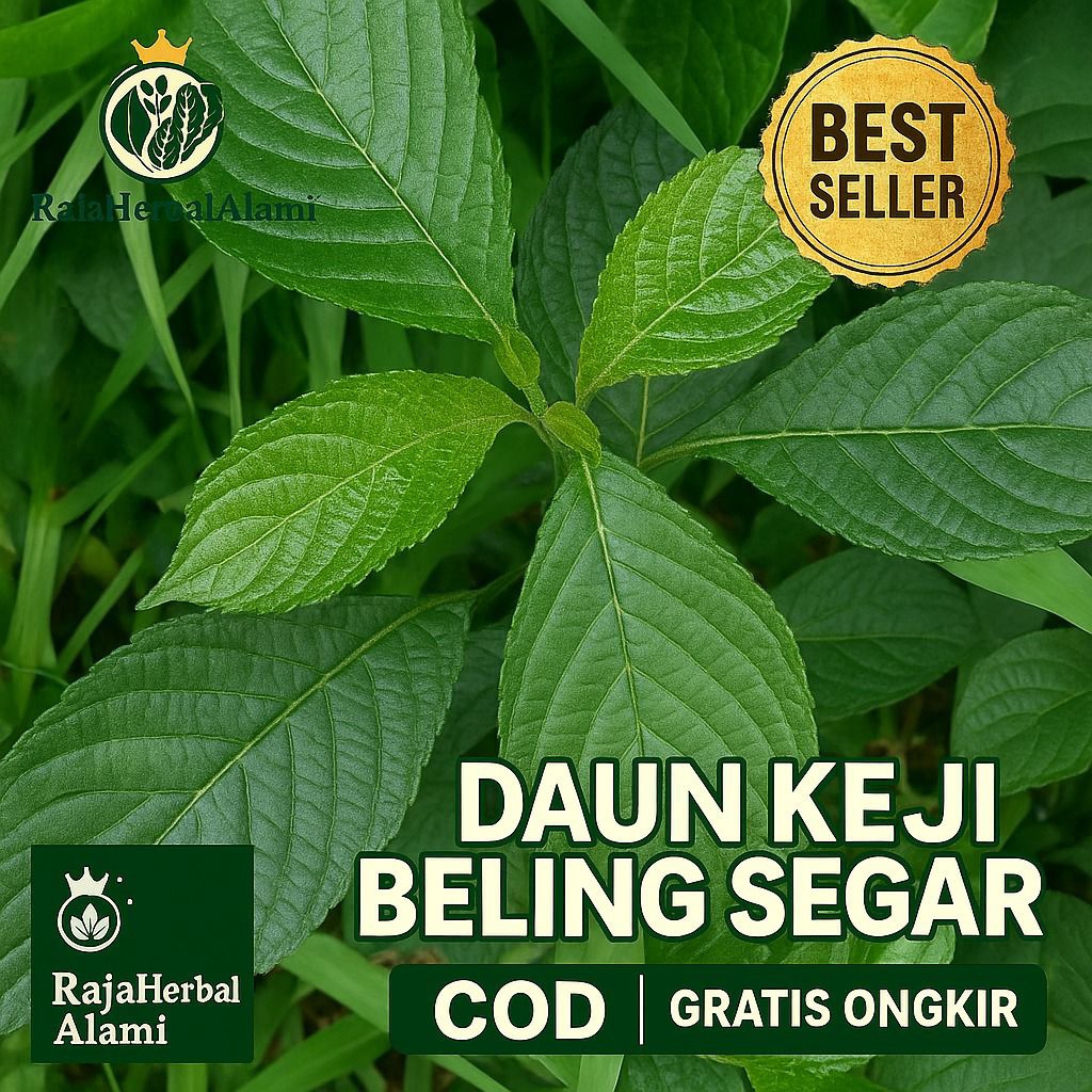 

Daun Keji Beling Segar Kejibeling Keci Beling Kecibeling Daun Pecah Beling Segar I COD