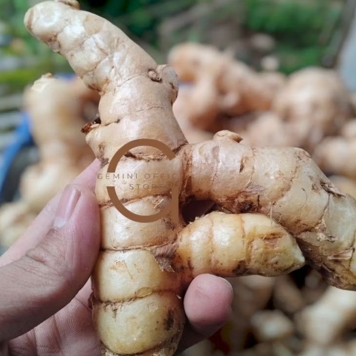 

Kunyit putih Temu Putih (GOS) 500 gram Curcuma Putih Segar langsung ambil dari kebun