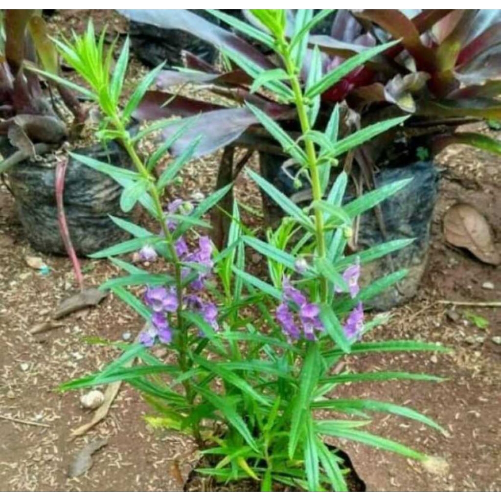 tanaman lavender - lavender - tanaman pengusir nyamuk