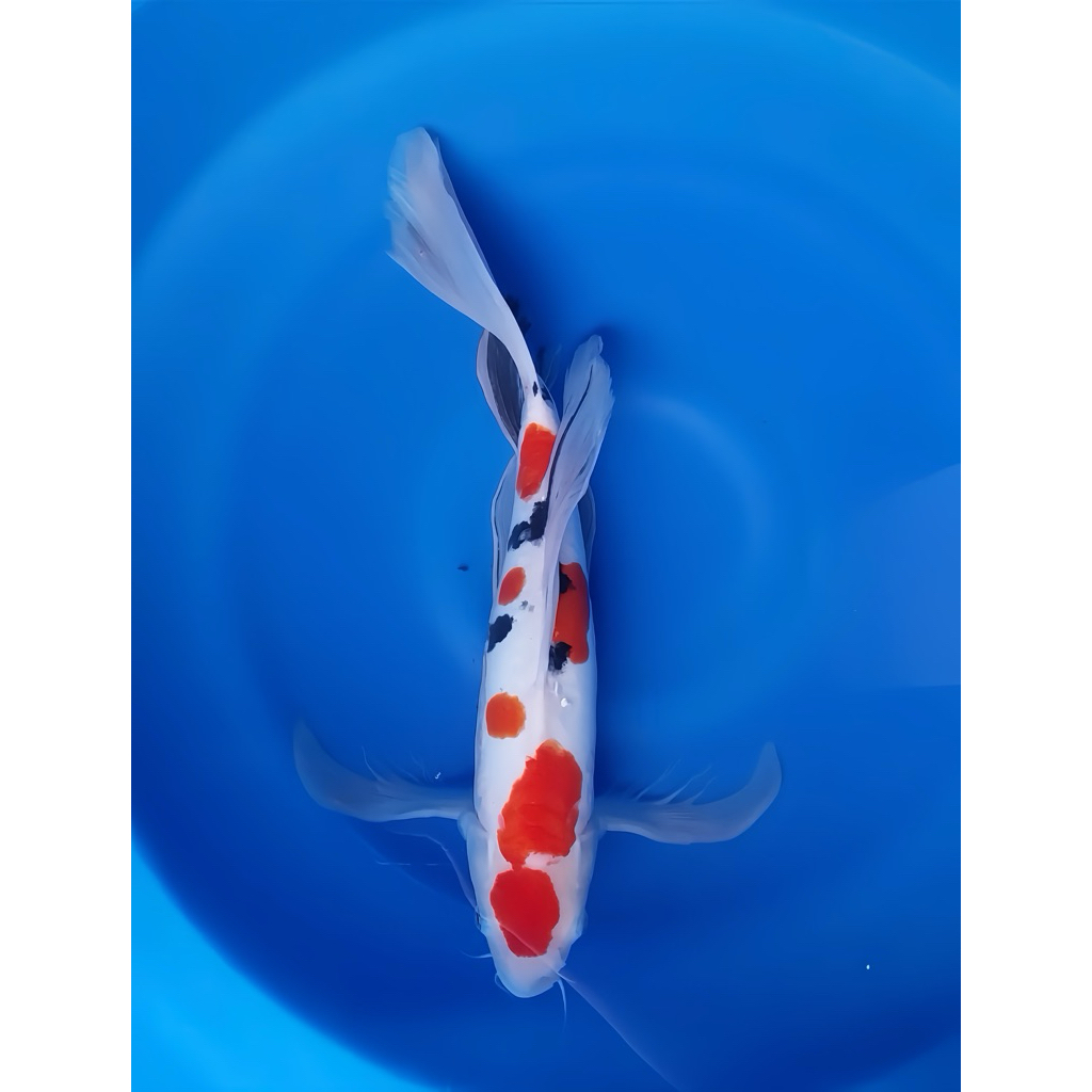 Ikan Koi slayer sanke 30cm - Koi Blitar 1 ekor - koi slayer