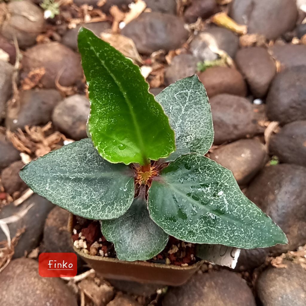 euphorbia francoisii hybrid maple leaf (02)