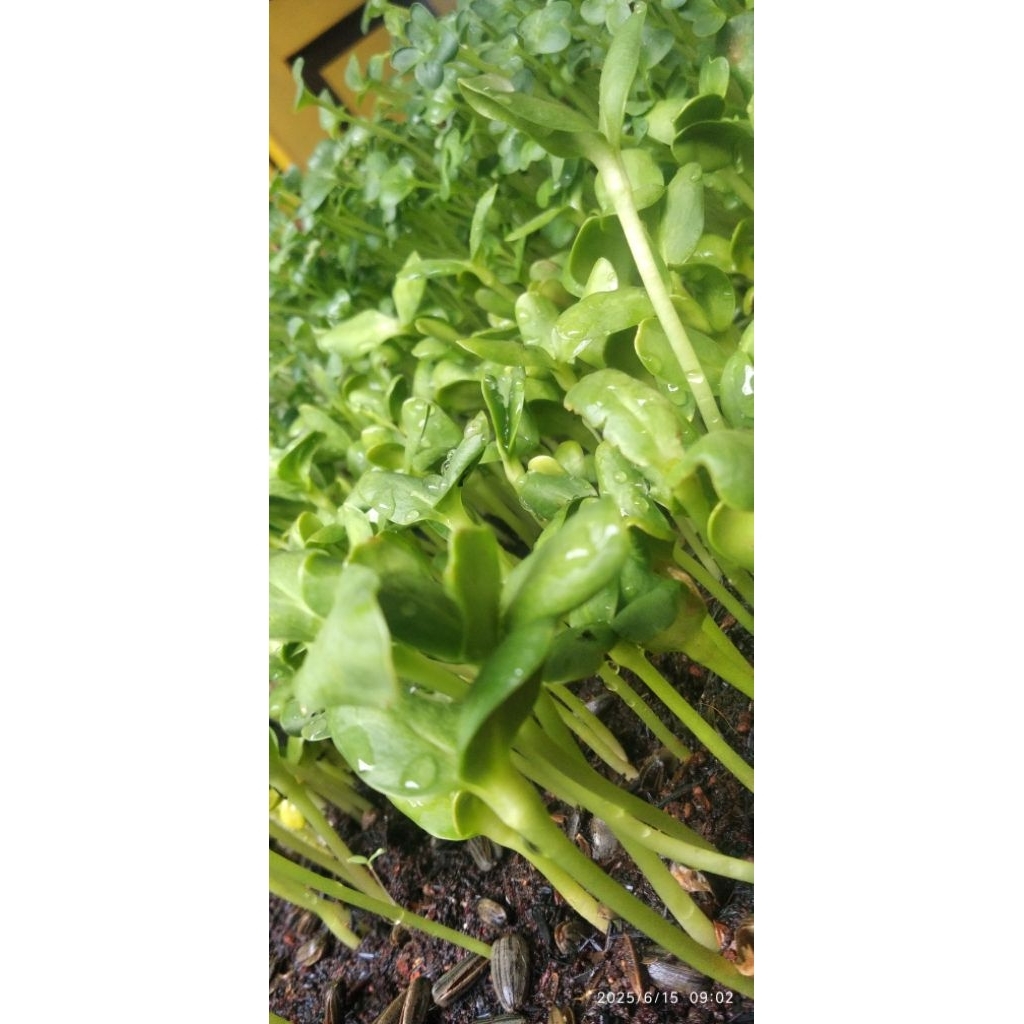 

Microgreen Sun flower 50g Siap Makan