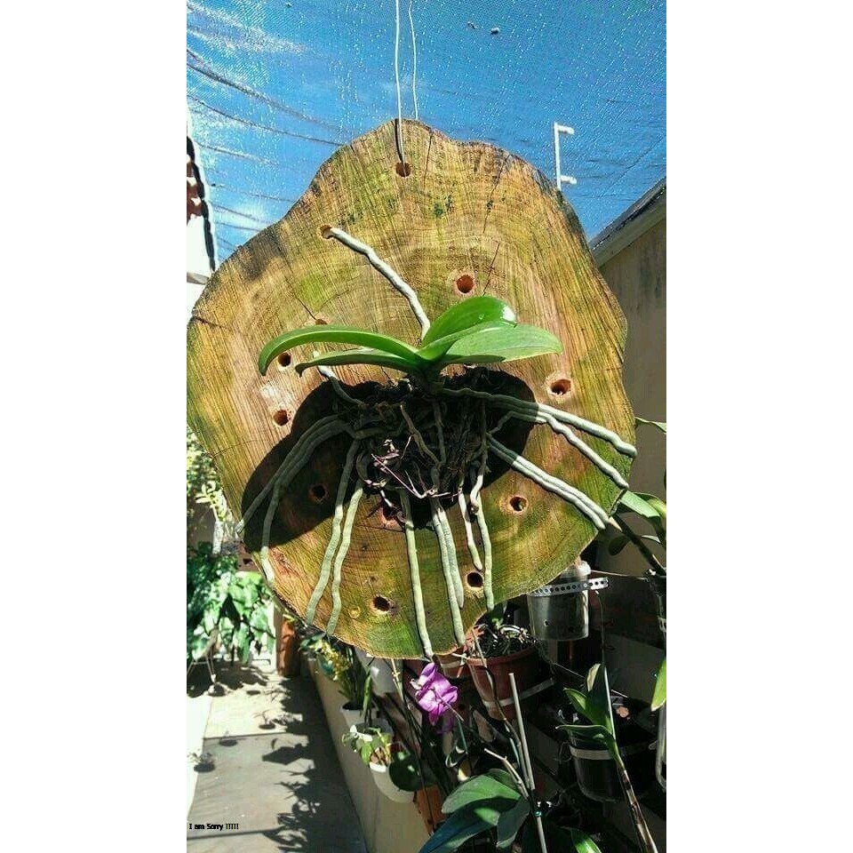 anggrek bulan-anggrek bulan dewasa