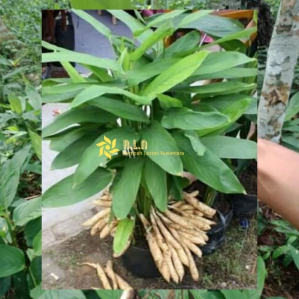 Bibit umbi garut | bibit terigu | bibit umbi terigu