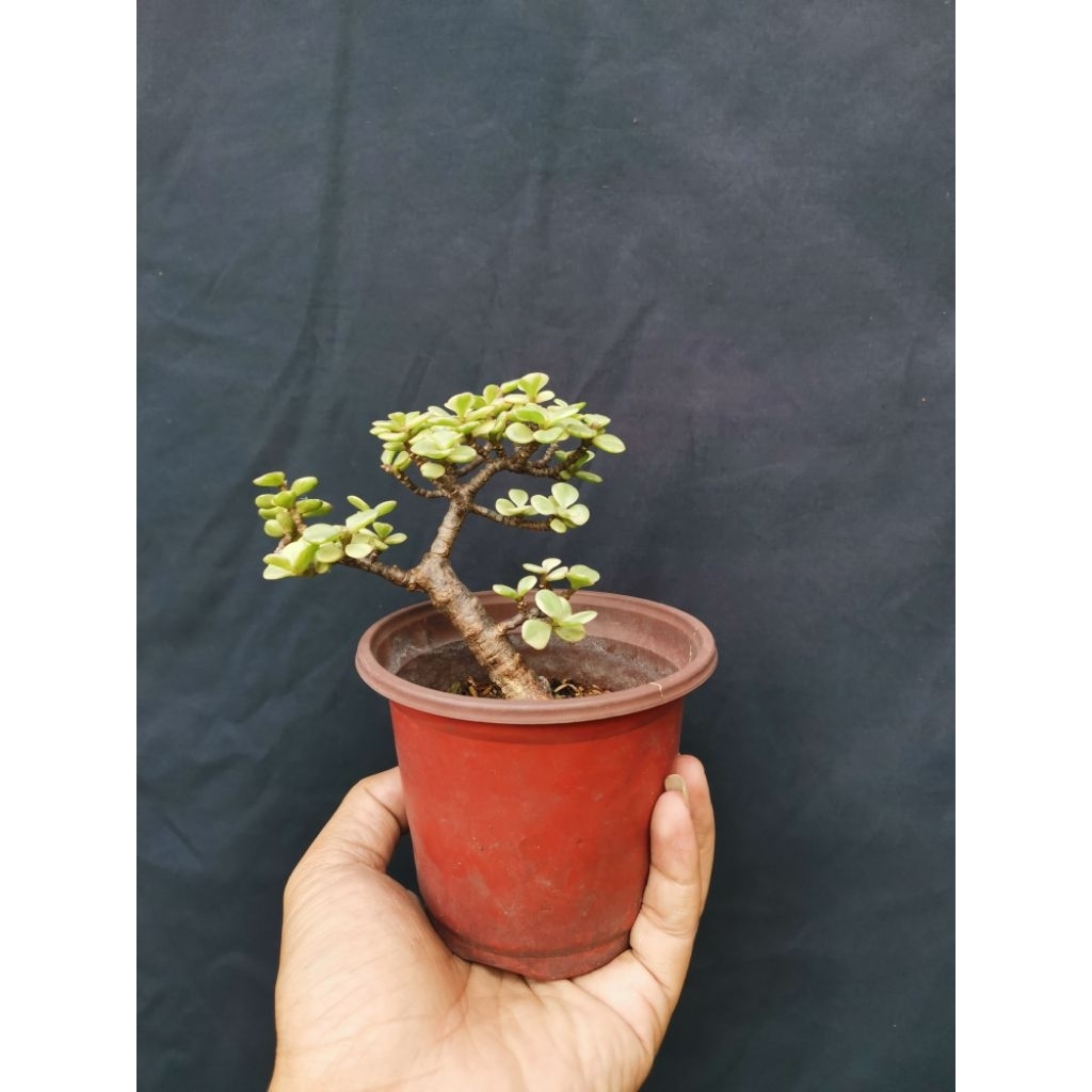 tanaman hias Jade plant portulacaria afra varigata sukulen