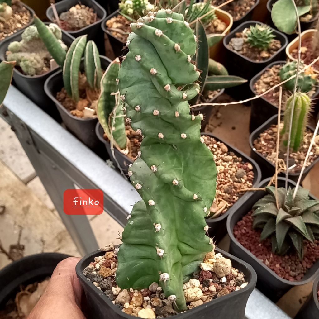 cereus forbesii spiralis