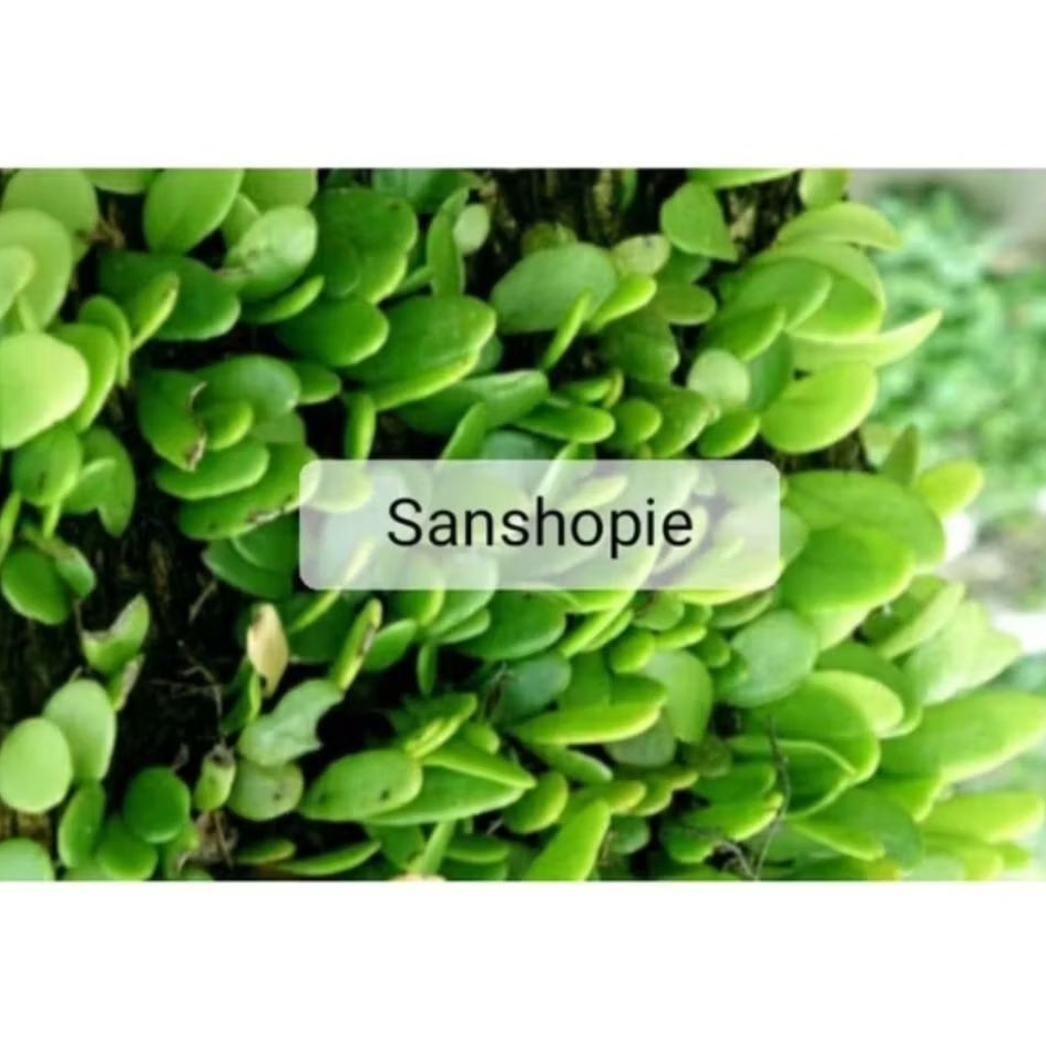 

Daun sisik naga atau picisan segar 500 gram