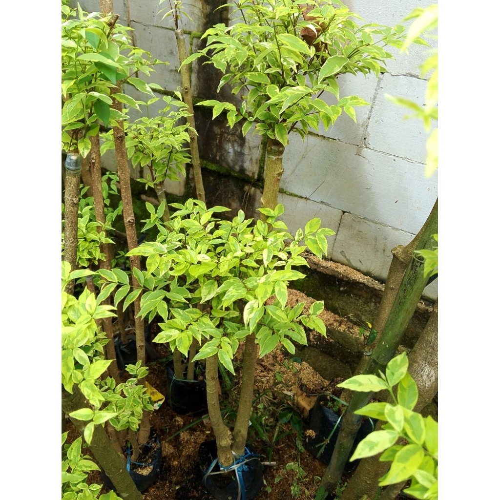 Anting putri bonsai anting putri bonsai taman anting putri 1meter dua batang