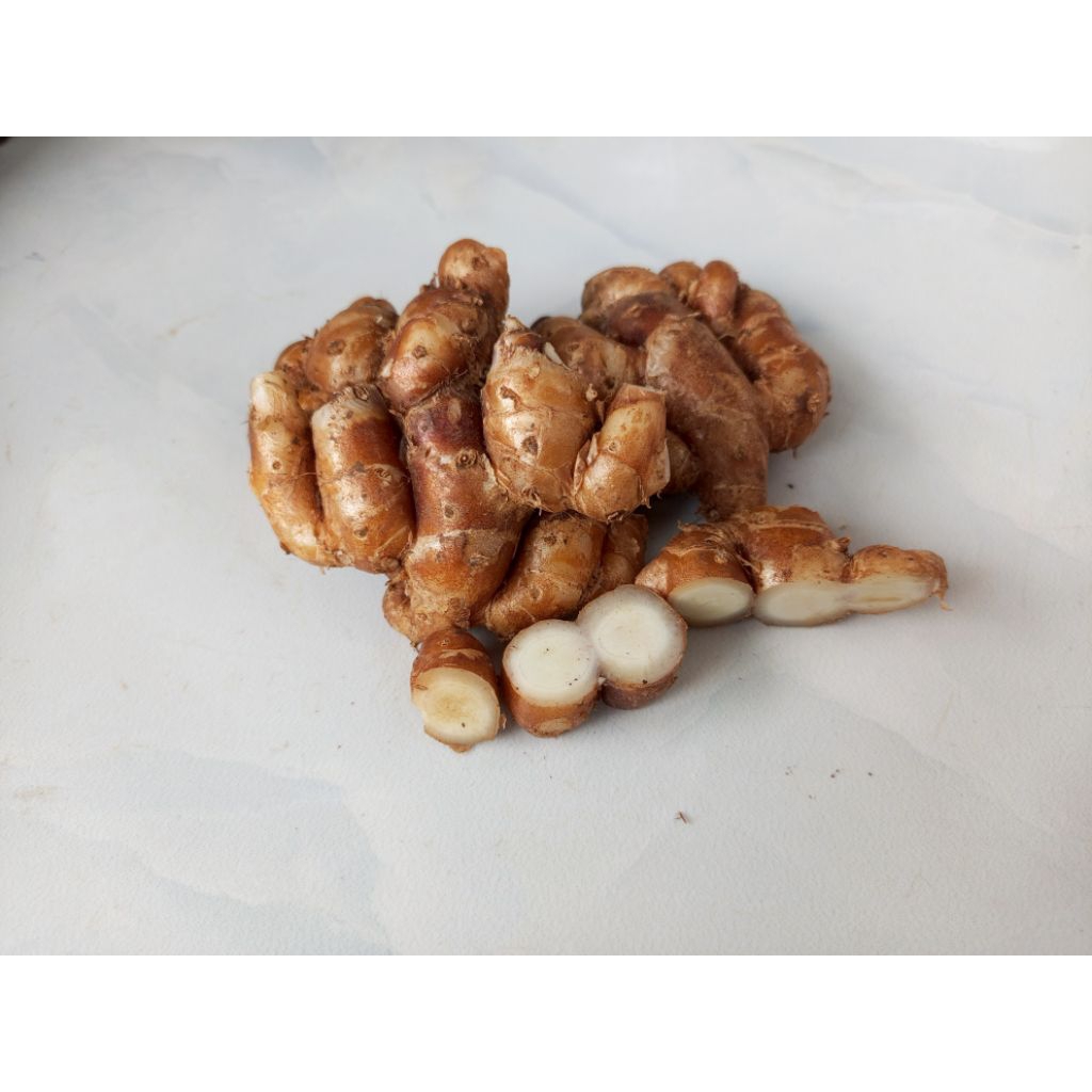 

kencur segar bumbu seblak 2 kg kencur murah 2 kg Kencur Tua 2 Kg