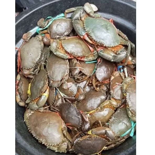 

kepiting hidup segar berat setengah kilo