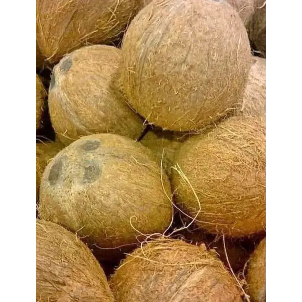 

20 butir kelapa tua kupas