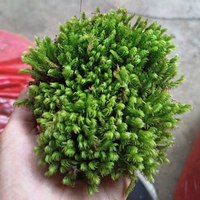 TANAMAN LUMUT STAR MOSS / TANAMAN DARAT PALUDARIUM PER NAMPAN