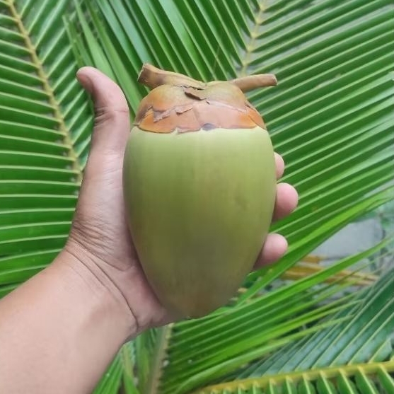 

Bluluk Super Jumbo Beluluk Pentil Kelapa Muda Fresh Bluruk Tembuluk Obat Herbal Diabetes Cengkir Bluluk Segar