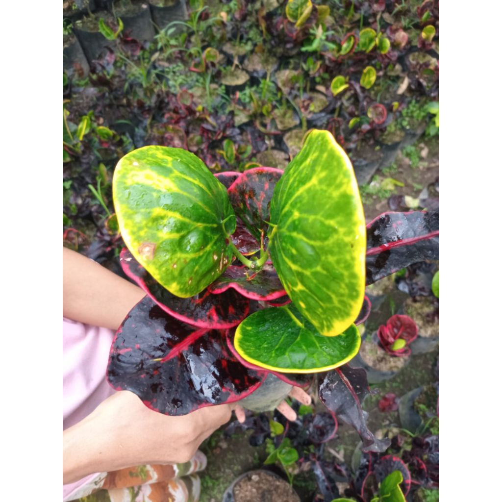 puring apel SRG daun bulat