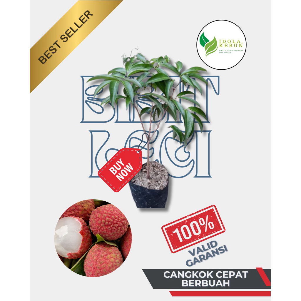BIBIT BUAH LECI MERAH VARIETAS KOM HASIL CANGKOK SUPER GENJAH SUPER UNGGUL IDOLA KEBUN
