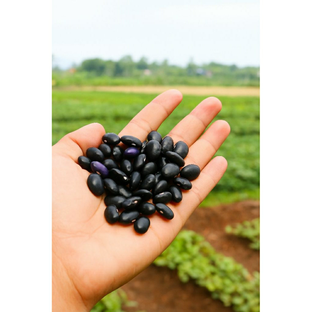 

bibit kacang hitam super