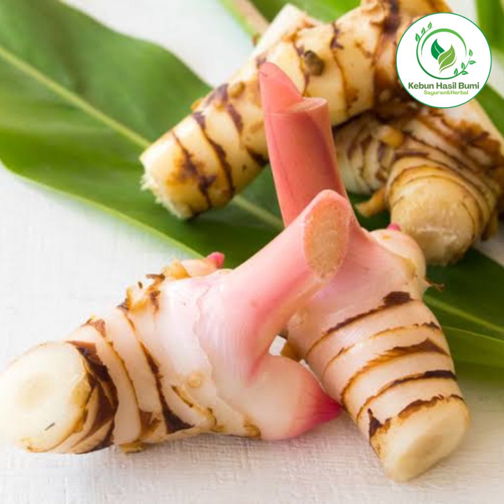 

Lengkuas Laos Segar – Rempah Alami – Bahan Jamu & Masakan Tradisional