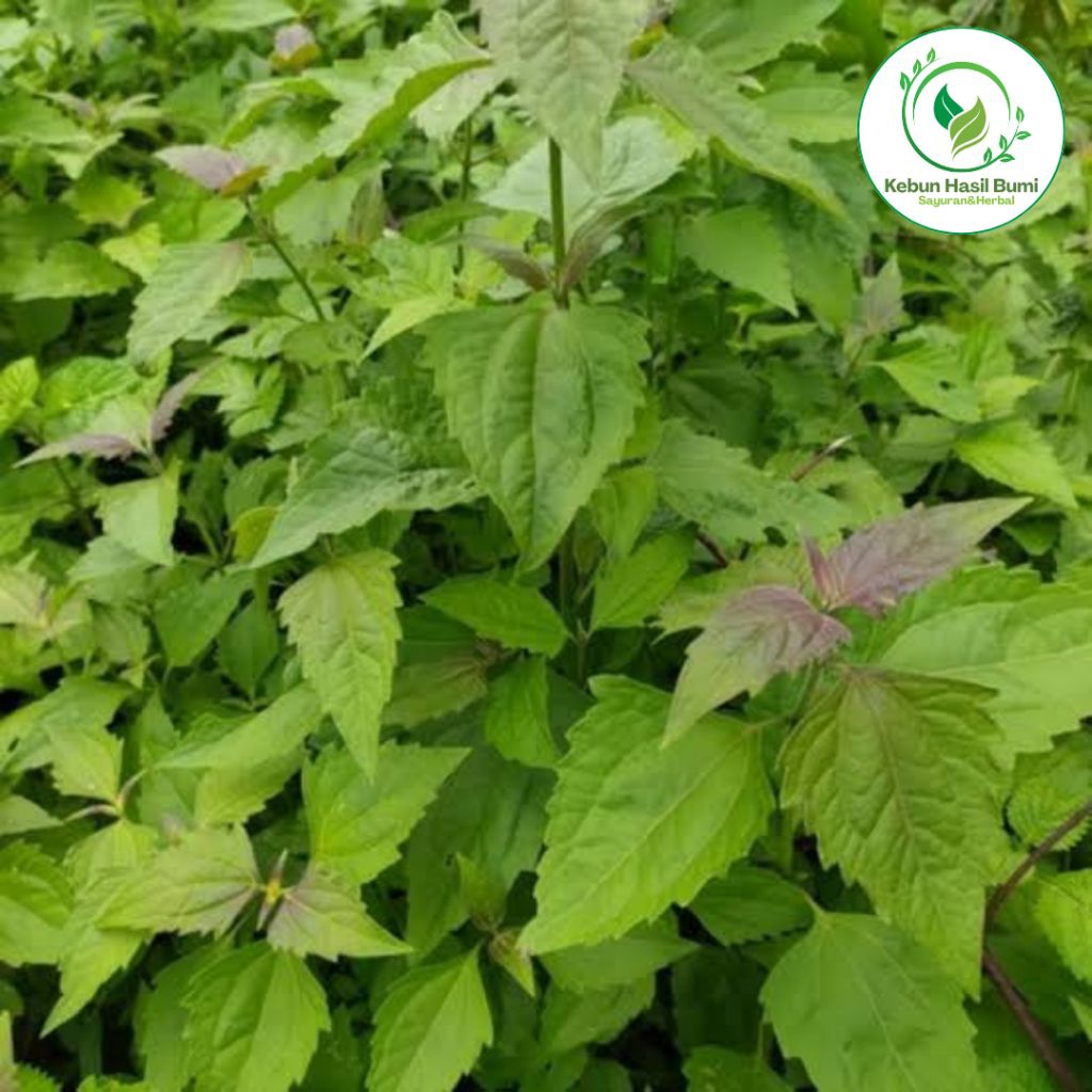 

Daun Balakacida Segar / Kirinyuh – Herbal Luka – Daun Obat Tradisional