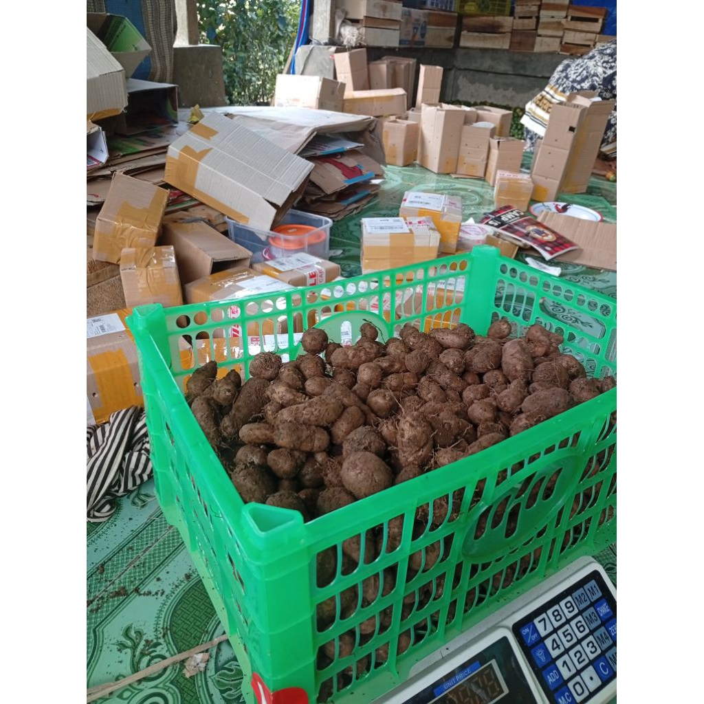 

1kg Kumbili / Kentang hitam / Gembil /Ubi /Kentang ungu