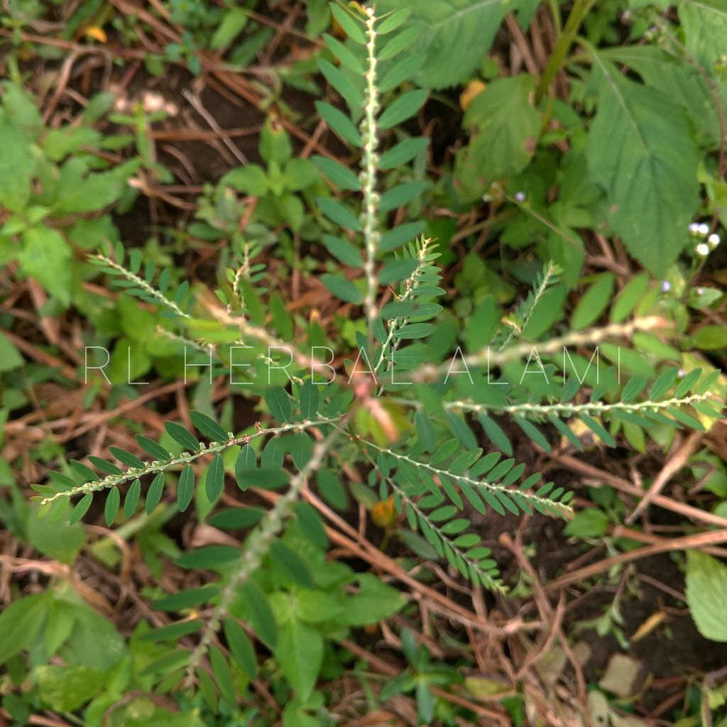 

Daun Meniran belum kering
