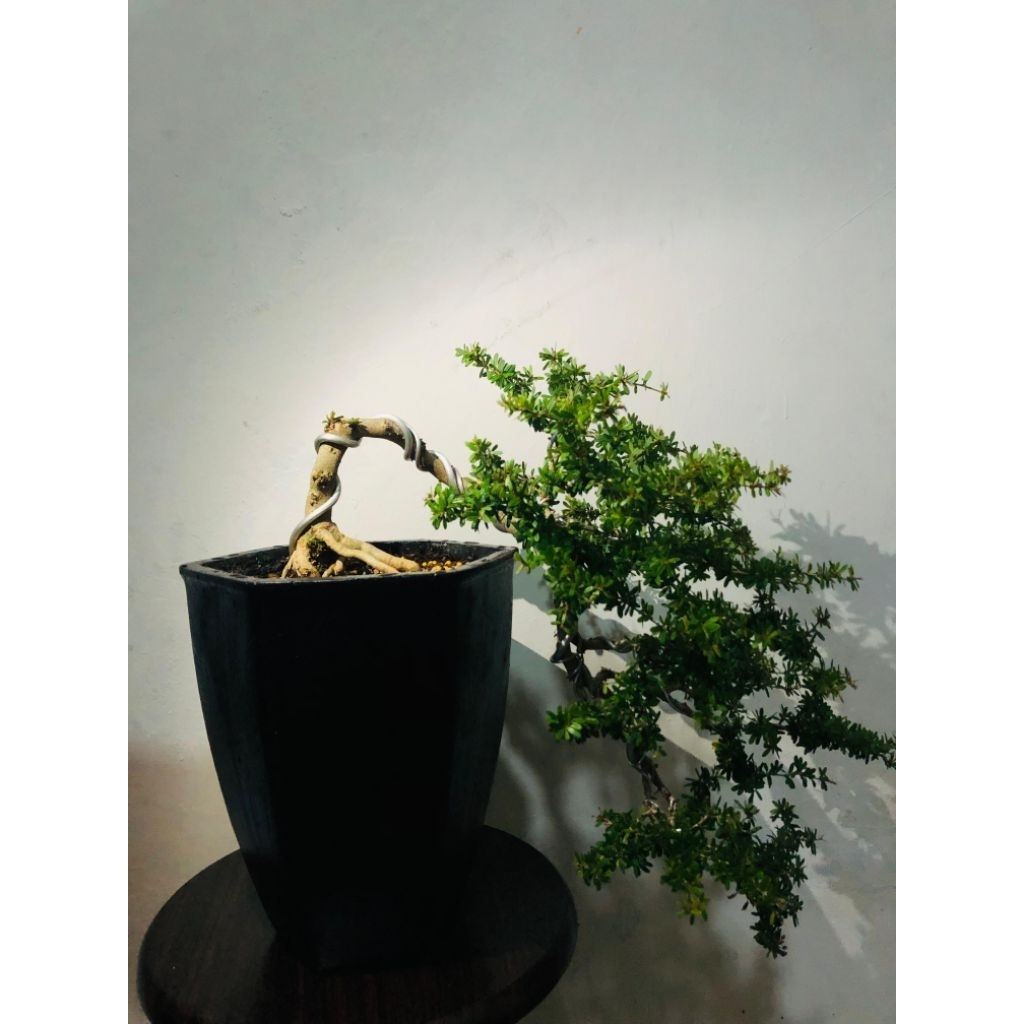 Pot Bonsai Cascade