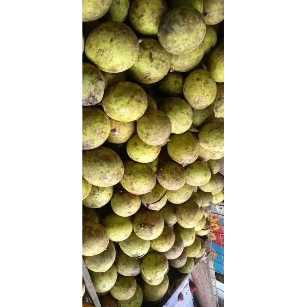 

buah pakel buah Limus muda untuk Rujak 1 buah