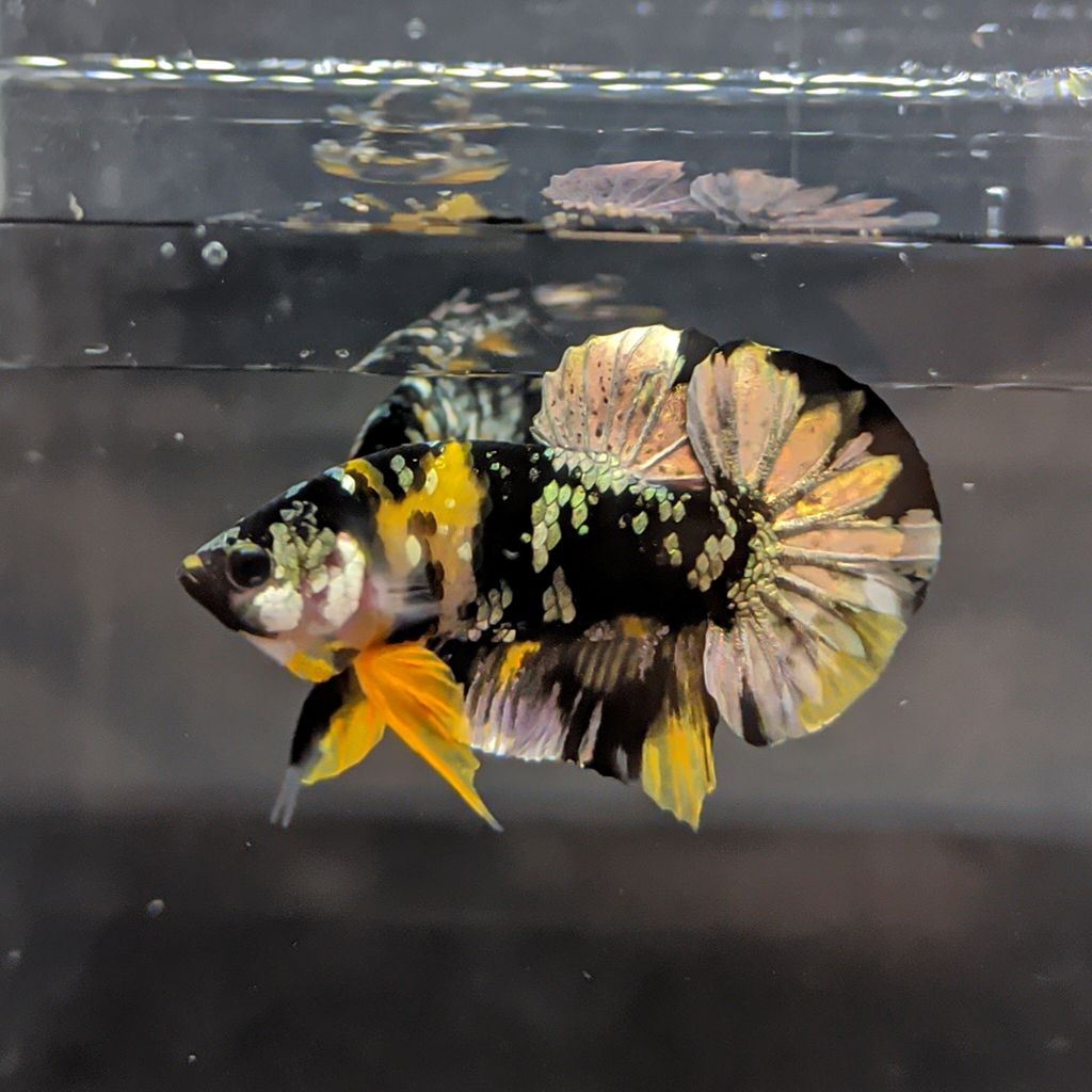 ikan cupang yellow koi cooper top