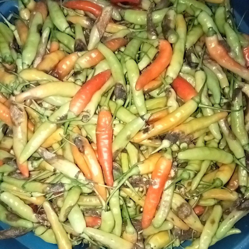

cabe rusak/cabe bs 1kg/500gr