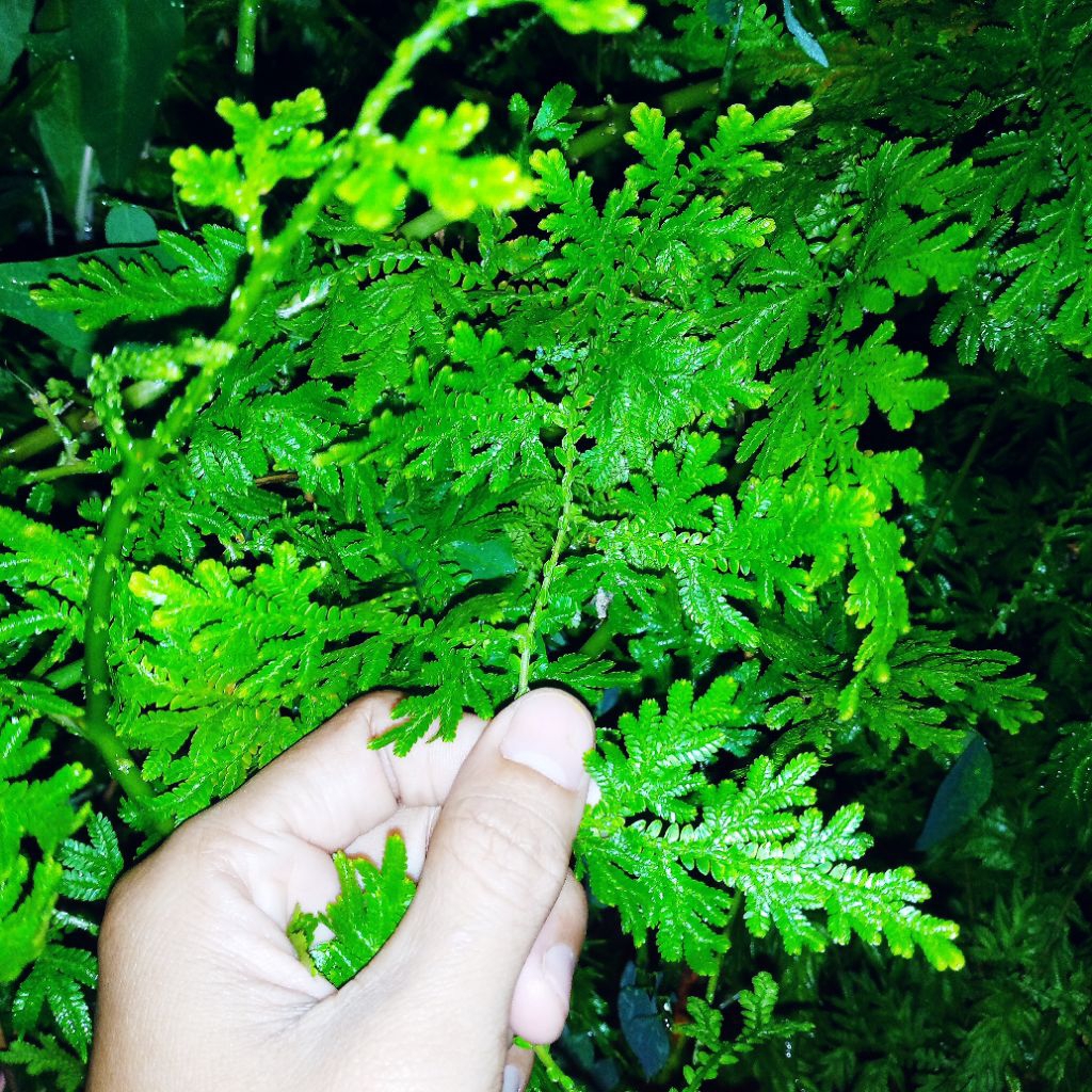 

DAUN CAKER AYAM AMPUH ATASI PERADANGAN SENDI LUTUT TENGGOROKAN TELINGA BATUK MERIANG PANAS RADANG USUS