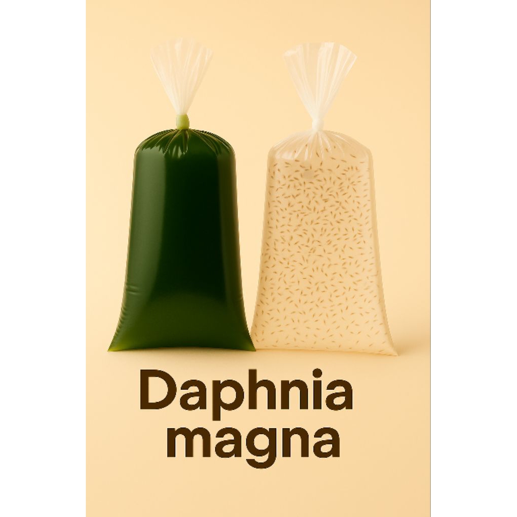 daphnia magna dm