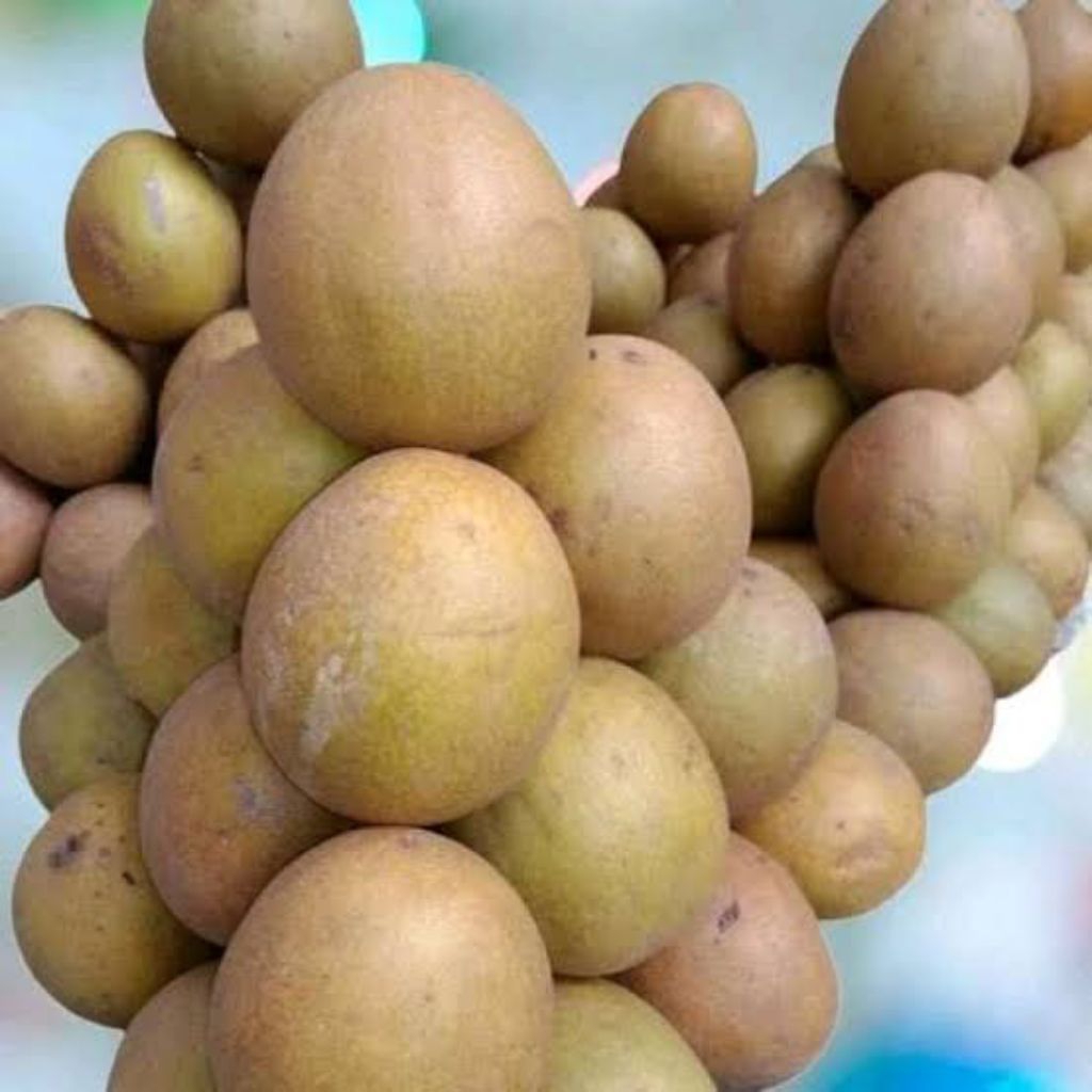 

Sawo madu fress 1kg