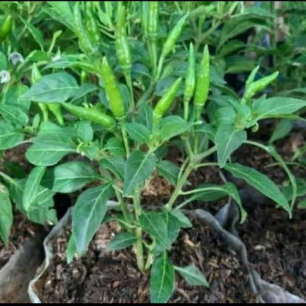 tanaman cabai rawit hijau - cabai gorengan - bibit cabai rawit hijau - pojon cabai
