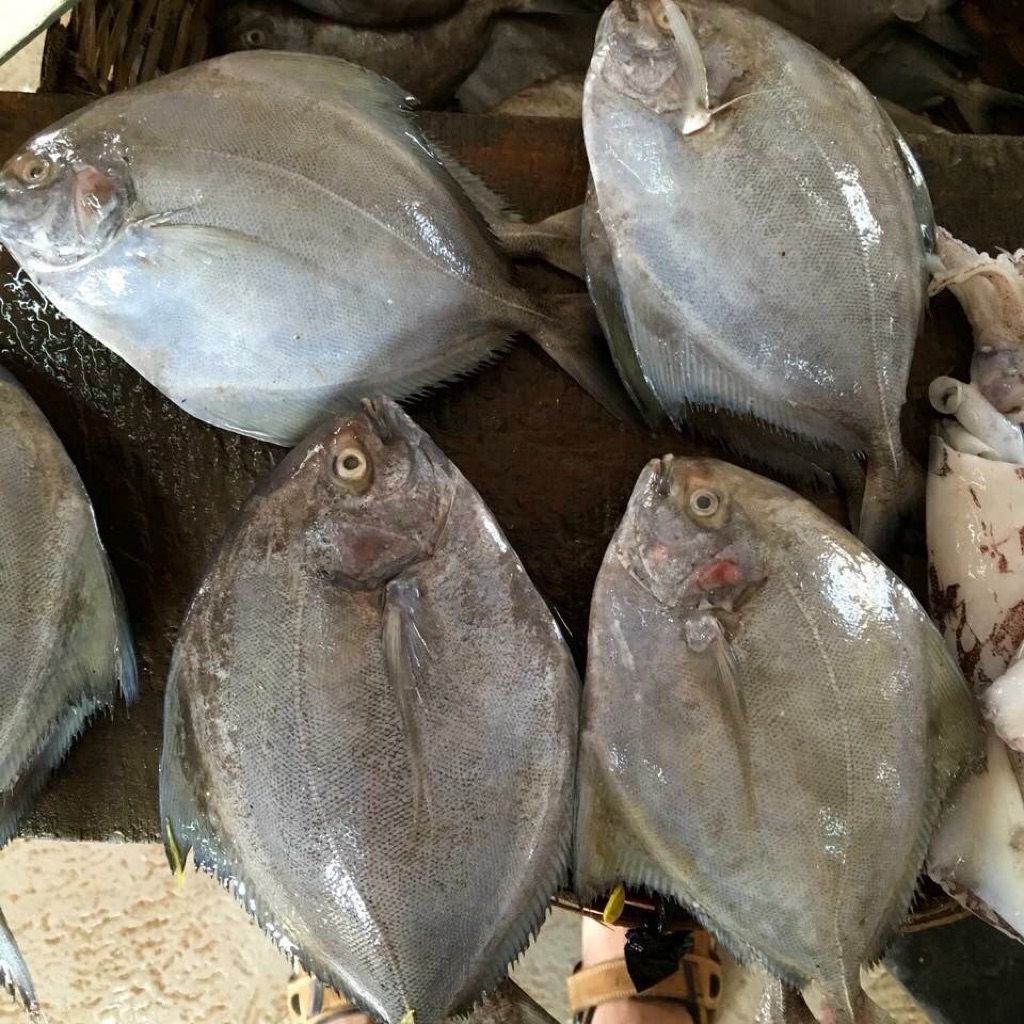 

bawal laut bawal hitam jual perekor berat 400gramUp