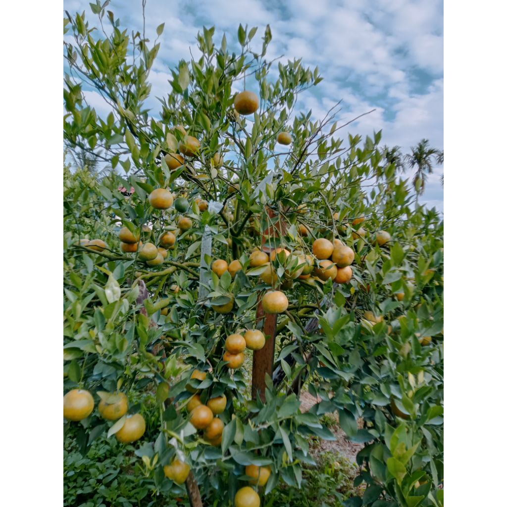 

Jeruk Medan/Berastagi fresh super