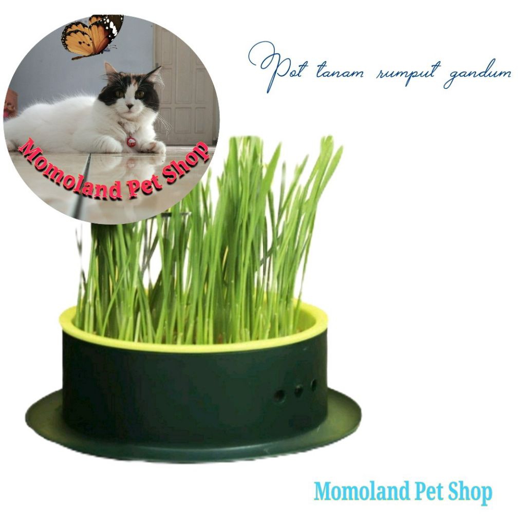 Rumput Kucing, Benih Rumput Gandum. Wheat grass seed 100gr. Rumput Kucing.